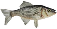 FISH 10" L PERCH