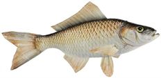 FISH 11" WHITE