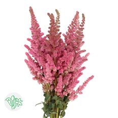 ASTILBE HOT PINK
