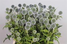 ECHINOPS