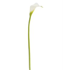 CALLA LILY NT 21" LIGHT GREEN