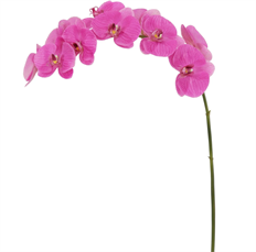 PHALAENOPSIS NT 39" FUCHSIA