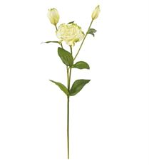 LISIANTHUS NT 22" GREEN/WHITE