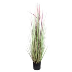 EQUISETUM 4' POTTED PINK GREEN