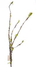 MOSS TWIG SPRAY 53" NAT