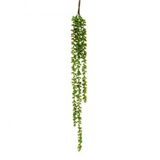 SUCCULENT STRING OF PEARLS 25" GRN