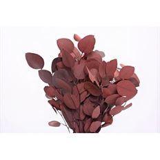 EUCALYPTUS POPULUS RED 5-6OZ
