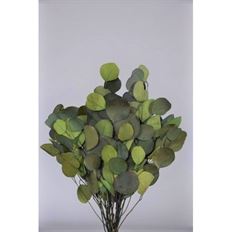 EUCALYPTUS POPULUS OVAL 15" GREEN