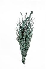 EUCALYPTUS BABY PRES FROST GRN 16OZ