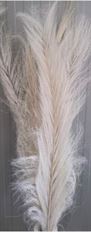 DATE PALM