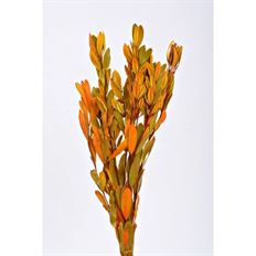 INTEGRIFOLIA AUTUMN