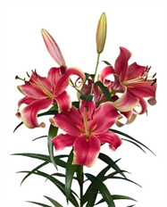 LILY ORIENTAL