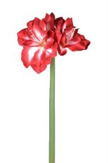 AMARYLLIS 26" RED/WHITE