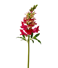 SNAPDRAGON 20.5" PINK