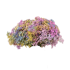 GYPSOPHILA TINTED MIXED BUNCH