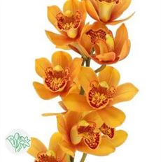 ORCHID CYMBIDIUM MINI ORANGE