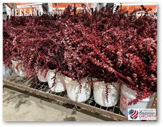 EUCALYPTUS BABY TINTED