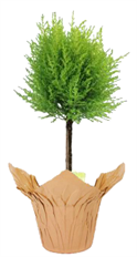 4" GOLDCREST CYPRESS TOPIARY (PB)