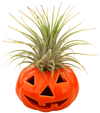 2.5" HALLOWEEN TILLANDSIA PUMPKINS