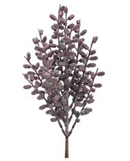 PHOENIX SEED BUSH