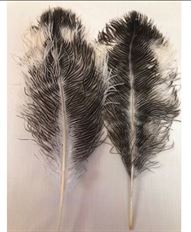 FEATHER OSTRICH SPADS 16" 6/PK