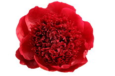 PEONY IMPORTED BURGUNDY