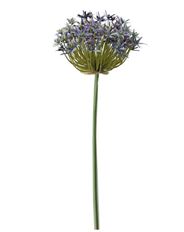 ALLIUM 36" LIGHT BLUE