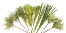 AUSTRALIAN MIX GREEN BOX