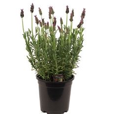 4" LAVENDER TREE (PREBOOK)