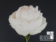 PEONY IMPORTED WHITE 5-STEM BUNCH