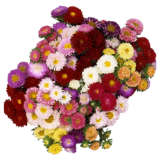 ASTER MATSUMOTO ASSORTED ONLY