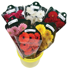 GERBERA DAISY ASSORTED