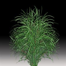 BARKER BUSH