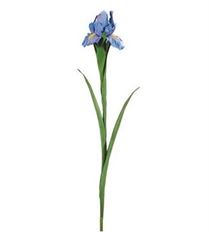 IRIS SPRAY 28" LAVENDER/BLUE