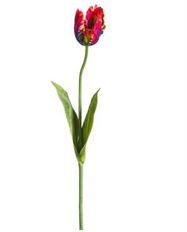 TULIP PARROT 25" BEAUTY