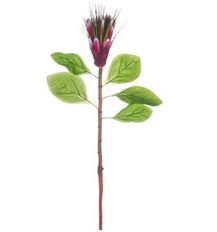 PROTEA 31" BEAUTY