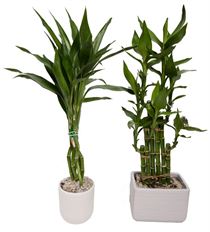 4" LUCKY BAMBOO IN CONTAINER