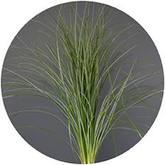 BEAR GRASS