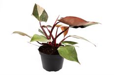 6" PHILODENDRON PINK PRINCES