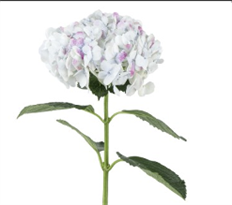 HYDRANGEA, SUPREME S.A.