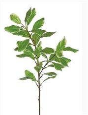 FICUS LEAF BRANCH 29" GREEN/WHITE