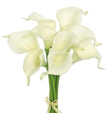 CALLA LILY BUNDLE 14" X 9 CREAM