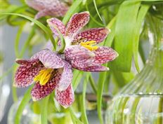 FRITILLARIA SMALL