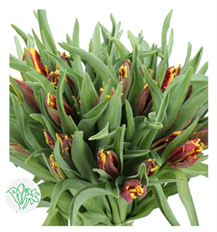 TULIP PARROT DIESEL