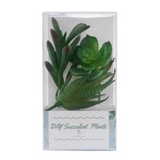 SUCCULENTS 3/PK
