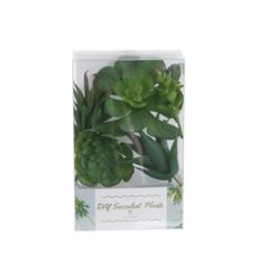 SUCCULENTS 5/PK
