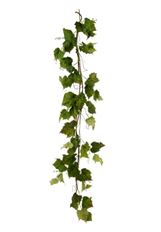 GARLAND SPRING VINEYARD 6' GREEN