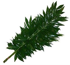 COCCULUS GREENS