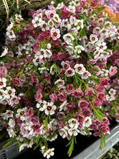 WAXFLOWER PINK