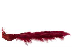 PEACOCK 50CM RED